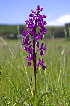 Jersey or Looseflowered Orchid (Orchis laxiflora). Jersey, British Channel Islands, UK