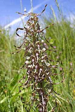 Lizard Orchid (Himantoglossum hircinum). Jersey, British Channel Islands, UK