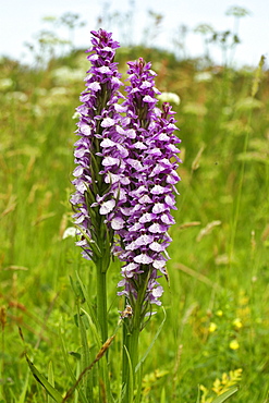 Marsh Orchids (Dactylorhiza sp). Jersey, British Channel Islands, UK