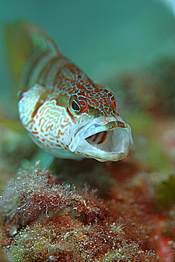 Painted comber yawning. Spanish Mediterranean.   (RR)