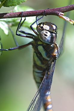 Migrant Hawker Dragonfly (Aeshan mixta). Sark, British Channel Islands, UK