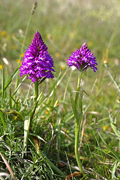 Pyramidal Orchids (Anacamptis pyramidalis). Alderney, British Channel Island, UK