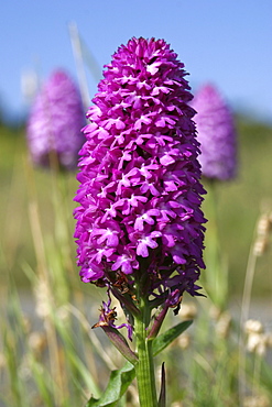 Pyramidal Orchids (Anacamptis pyramidalis). Alderney, British Channel Island, UK