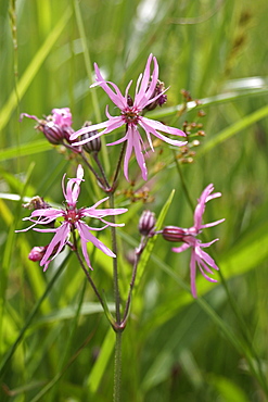 Ragged Robin (Lychnis flos-cuculi). Jersey, British Channel Islands, UK