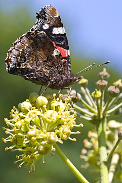 Red Admiral Butterfly (vanessa atalanta). Sark, British Channel Islands, UK