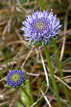 Sheepsbit Scabious Jasione montana. Sark British Channel Islands, UK