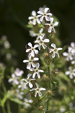 Small-flowered Catchfly (Sliene gallica). Sark British Channel Islands, UK