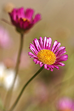 St Peter Port Daisy or Mexican Fleabane (Erigeron karvinskianus). Sark British Channel Islands, UK