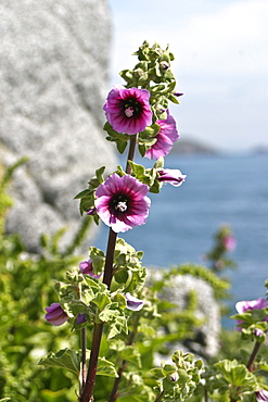 Tree Mallow (Lavatera arborea). Sark British Channel Islands, UK