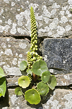 wall Pennywort or Navelwort (umbilicus rupestris). Sark British Channel Islands, UK