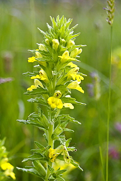 Yellow Bartsia (Parentucellia viscosa). Jersey, British Channel Islands, UK