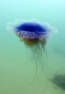 Jellyfish (Cyanea lamarckii). UK   (RR)