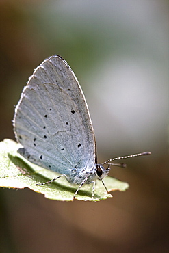 Holly Blue. Eperquerie Common, Sark, British