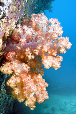 Soft Coral Dendronephthya sp. on shipwreck. Gili Islands, Lombok, Indonesia