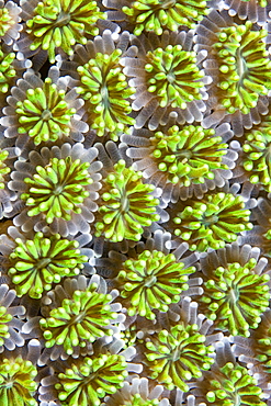 Hard Coral Galaxea sp.. Gili Islands, Lombok, Indonesia