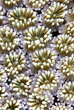 Hard Coral Galaxea sp.. Gili Islands, Lombok, Indonesia