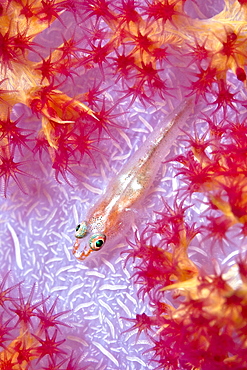 Soft Coral Dendronephthya sp close up and Ghost Goby Pleurosicya micheli. Gili Islands, Lombok, Indonesia