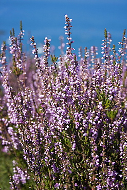 Ling Calluna vulgaris. Jersey, British Channel Islands