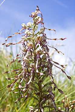 Lizard Orchid Himantoglossum hircinum. Jersey, British Channel Islands