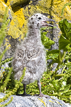 Greater Black-back Gull chick (Larus marinus). British Channel Islands