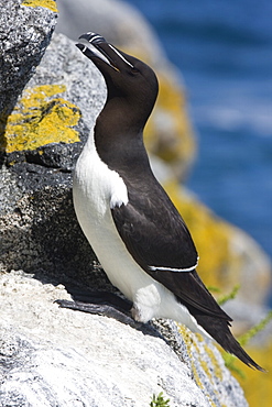 Razorbill (Alca torda). L'Etac, Sark, British Channel Islands