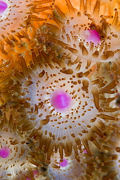 Jewel Anemones (Corynactis viridis), Sark, Channel Islands