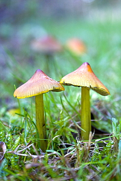 Blackening Wax Cap (Hygrocybe psittacina). Sark, British Channel Islands