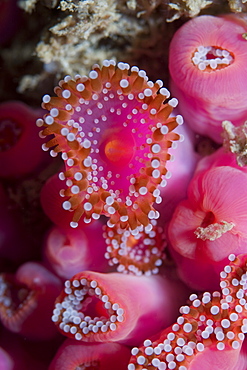 Jewel Anemones (Corynactis viridis), Sark, Channel Islands