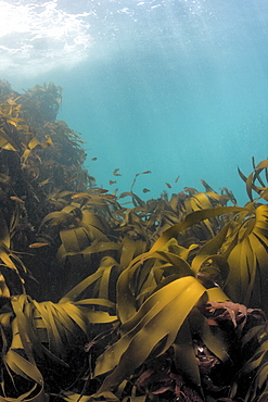 Kelp Laminaria sp.