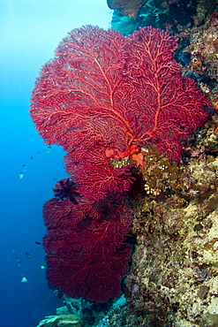 Fan coral Gorgonian