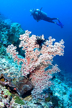 Diver and coral