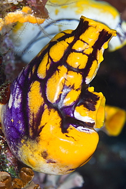 Seasquirt Polycarpa aurata