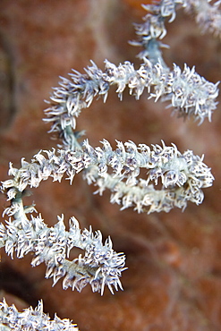 Wire Coral Cirrhipathes spiralis