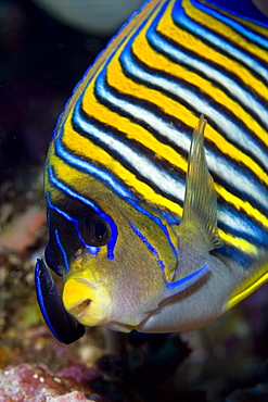 Regal Angelfish being cleaned Pygoplites diacanthus