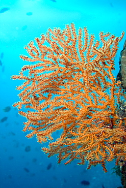 Fan Coral Gorgonian sp