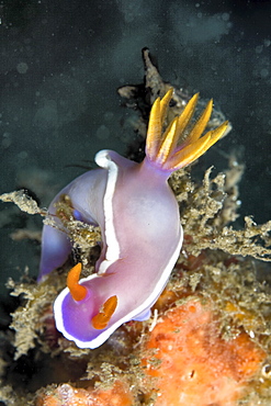 Nudibranch Hypselodoris bullockii