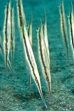 Shrimpfish Aeoliscus strigatus