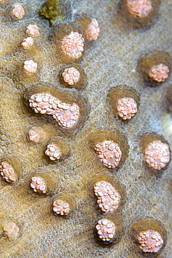 Hard Coral Echinopora sp ?