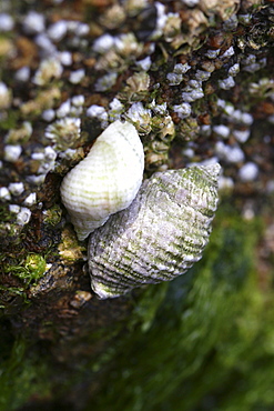 Dogwhelk. UK   (RR)