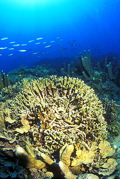 Anchor damaged Coral (Antler Pocillopora Coral, Pocillopora sp.). Gorontalo, Sulaweis, Indonesia