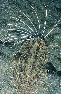 Cockatoo Flounder (Samaris cristata) flicks out its long filament dorsal rays, when disturbed or alarmed. Lembeh Strait, Sulawesi, Indonesia