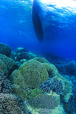 Coral Fields Blue Coral Bommies, (Heliopora sp.) and local fishing boat. Gorontalo, Sulawesi, Indonesia.   (rr)