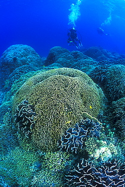 Coral Fields Blue Coral Bommies, (Heliopora sp.) and divers. Gorontalo, Sulawesi, Indonesia.   (rr)