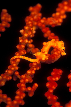 Denise Pygmy Seahorse (Hippocampus denise) on Sea Fan. Gorontalo, Sulaweis, Indonesia