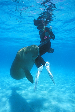 Wild Dugong (Dugong dugong) playing with snorkeler. Kota Kinabalu, Sabah, Malaysia