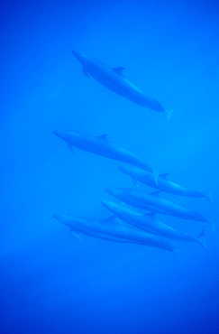 False Killer Whales (Pseudorca crassidens). Azores, Portugal, Atlantic.   (rr)