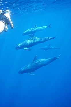 Pygmy killer whale (Feresa attenuata) pod with snorkeller.
Hawaii.