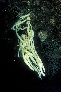 Endemic Foxtail Colonial Tunicates. Gorontalo, Sulawesi, Indonesia.