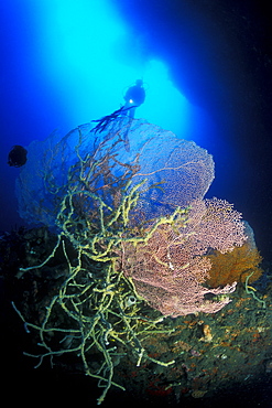 Sea Fan (Muricella sp.), rope Sponges and diver. Gorontalo, Sulawesi, Indonesia