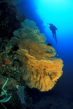 Gorgonian Net Sea Fan (Antipathes sp.) and diver. Gorontalo, Sulawesi, Indonesia